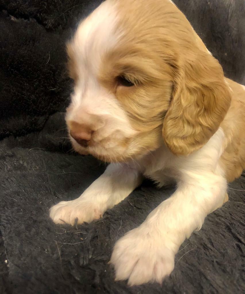 white and lemon cocker spaniel